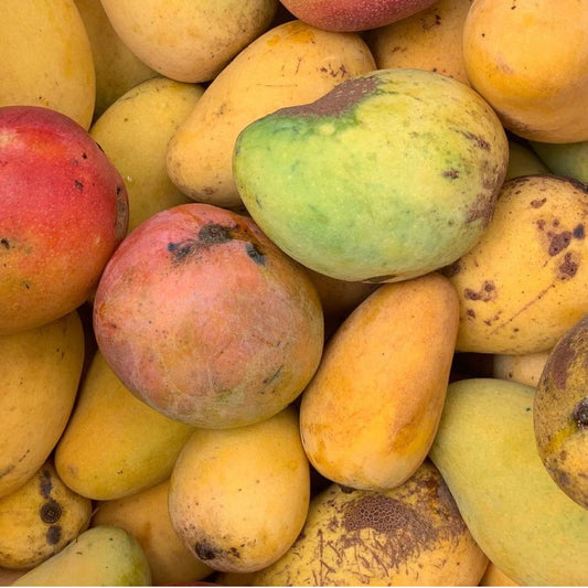 Large Mango Box (Shipping)